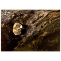 INLAND SHELL Poster | Andrew Wyeth Poster | Andrew Wyeth Prints
