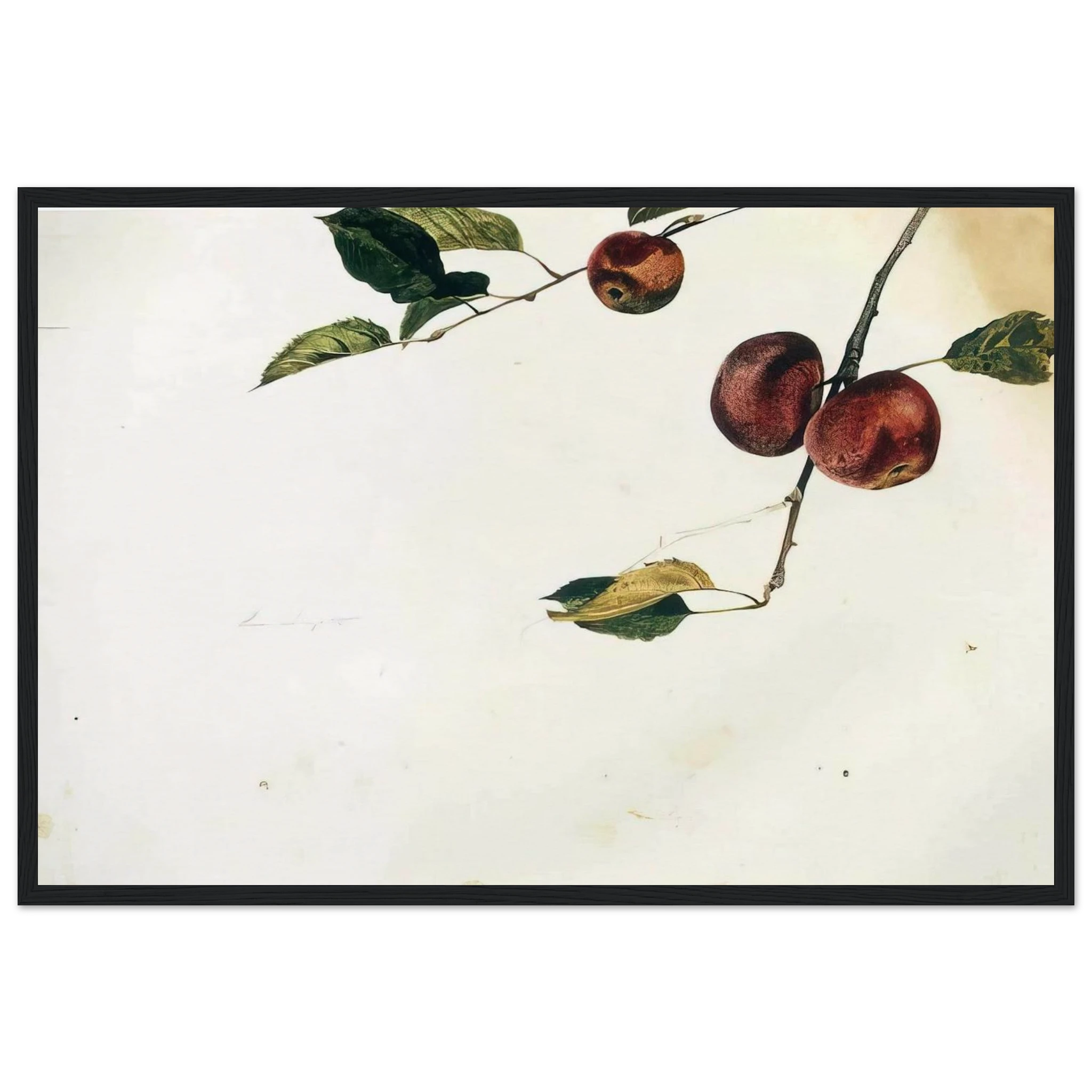 APPLES ON A BOUGH STUDY BEFORE PICKING Framed Poster | Andrew Wyeth Framed Prints Wall Art | Andrew Wyeth Prints