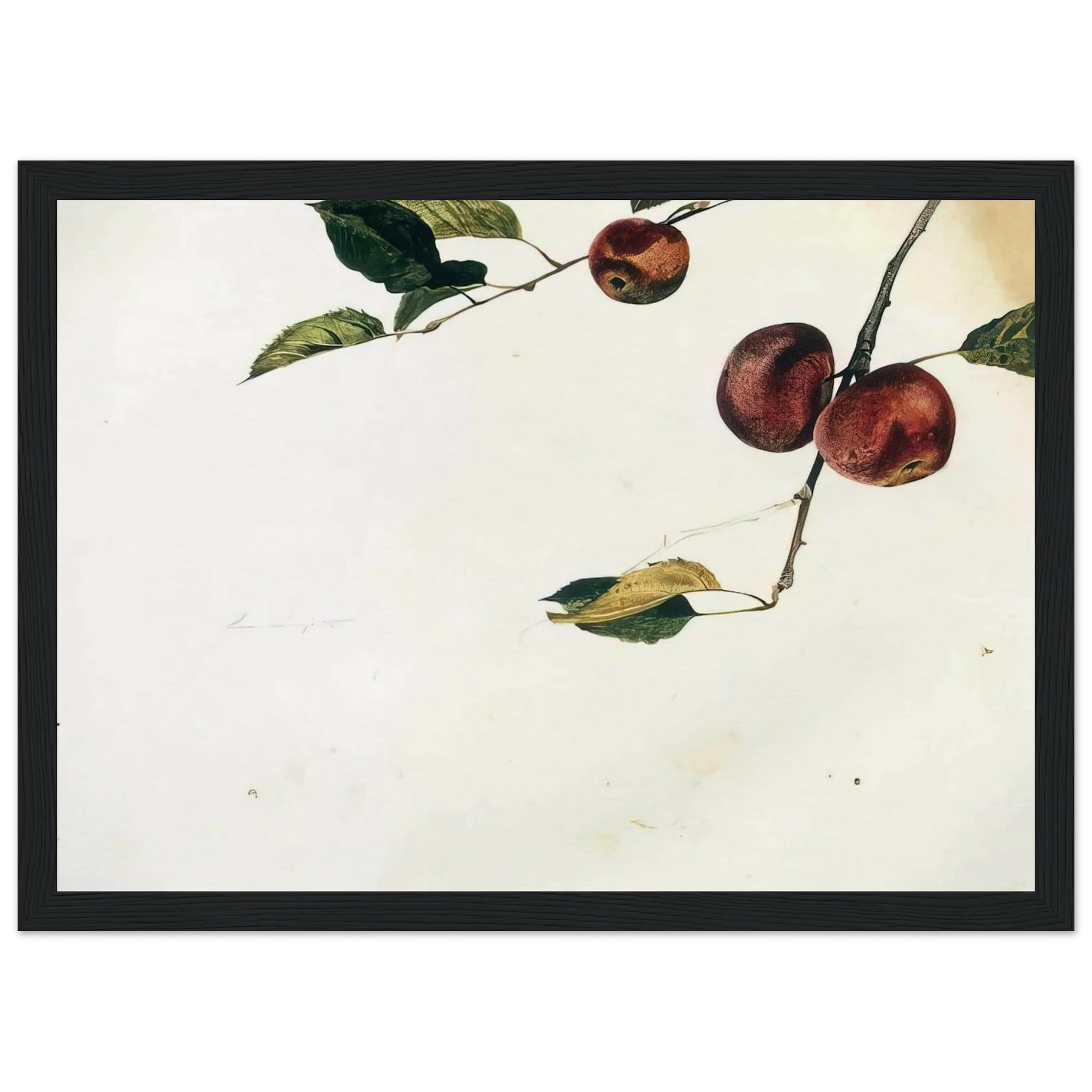 APPLES ON A BOUGH STUDY BEFORE PICKING Framed Poster | Andrew Wyeth Framed Prints Wall Art | Andrew Wyeth Prints