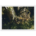 VIRGIN BIRCH 1982 Framed Poster | Andrew Wyeth Framed Prints Wall Art | Andrew Wyeth Prints
