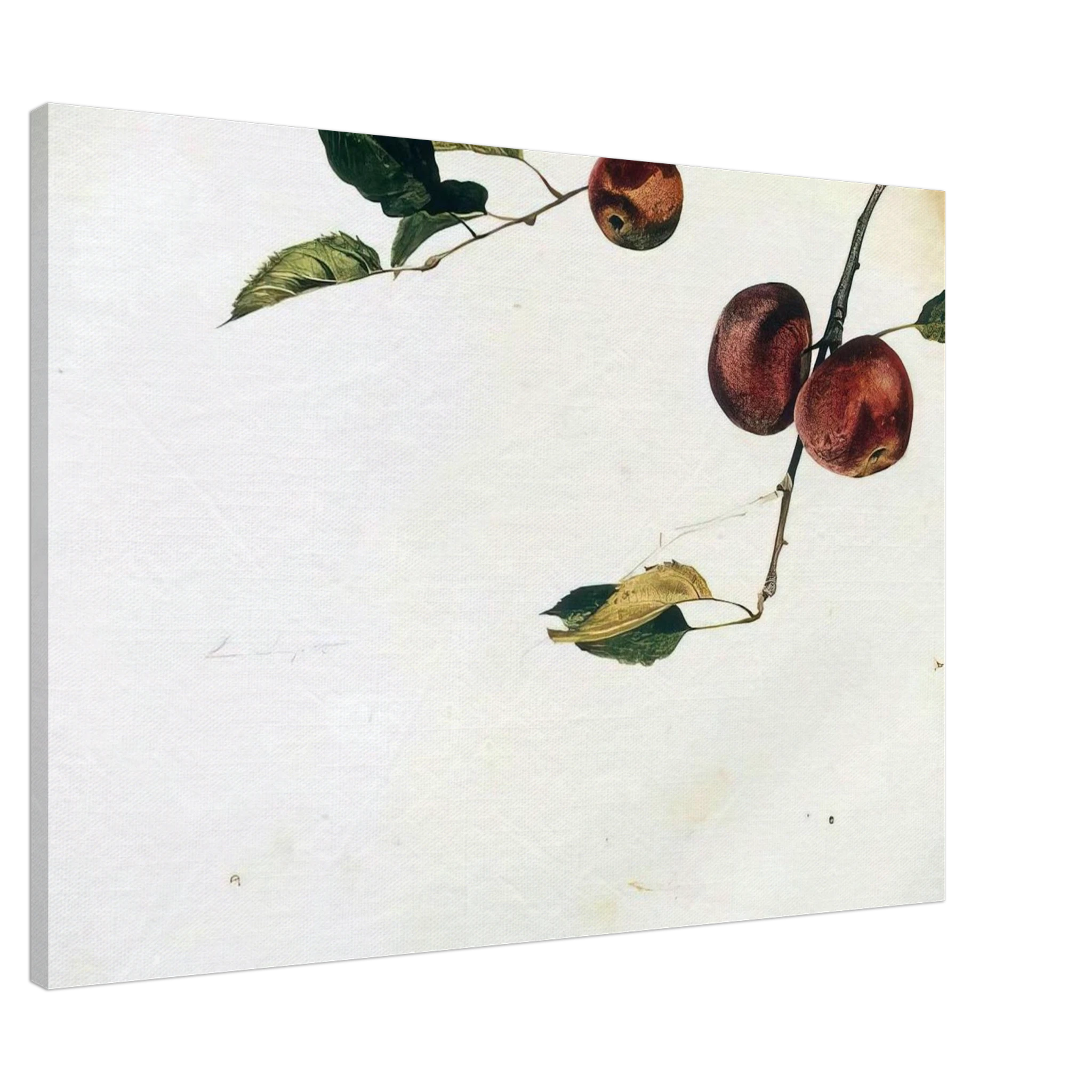 APPLES ON A BOUGH STUDY BEFORE PICKING Canvas | Andrew Wyeth Canvas | Andrew Wyeth Prints