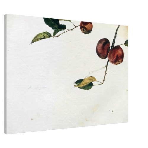 APPLES ON A BOUGH STUDY BEFORE PICKING Canvas | Andrew Wyeth Canvas | Andrew Wyeth Prints