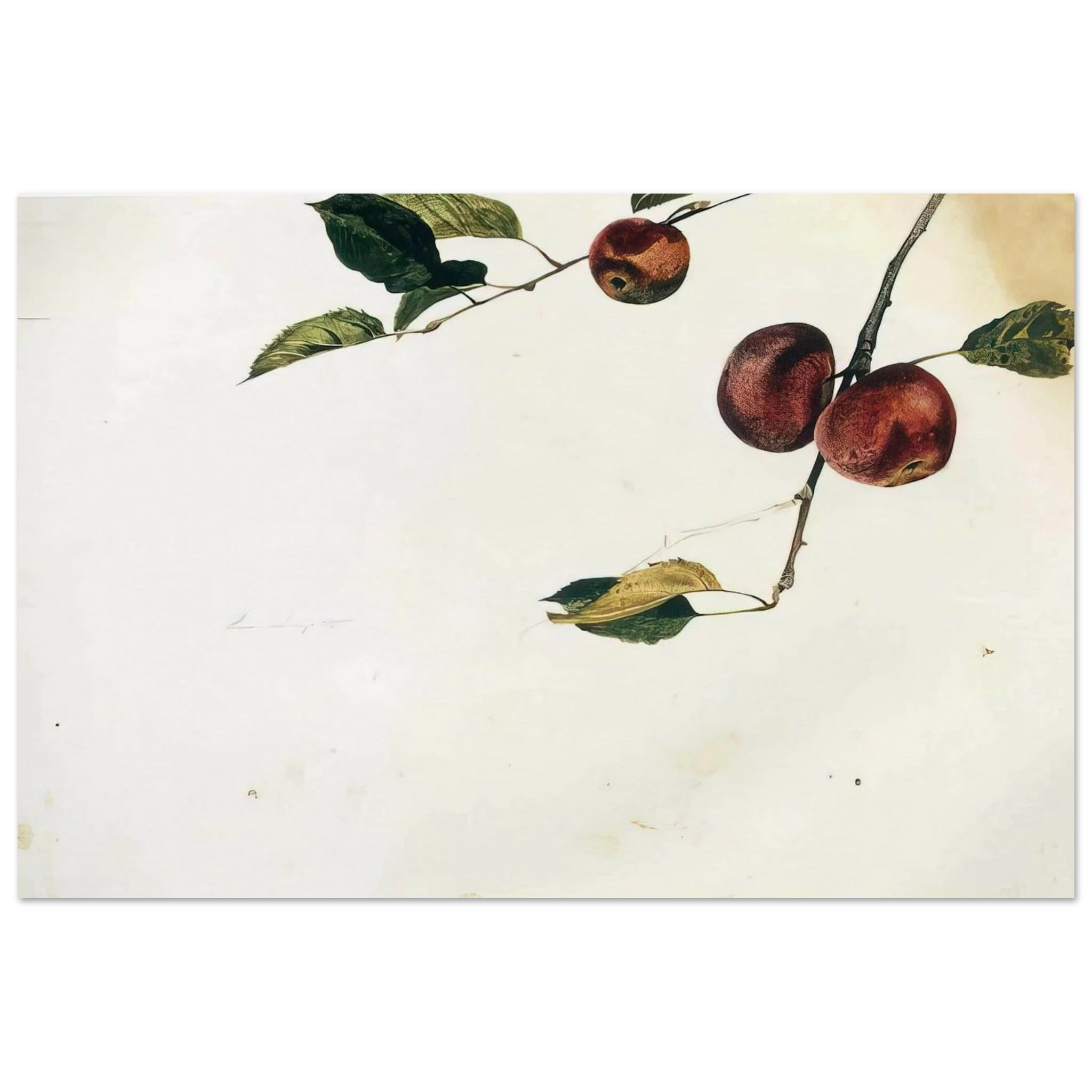 APPLES ON A BOUGH STUDY BEFORE PICKING Poster | Andrew Wyeth Poster | Andrew Wyeth Prints