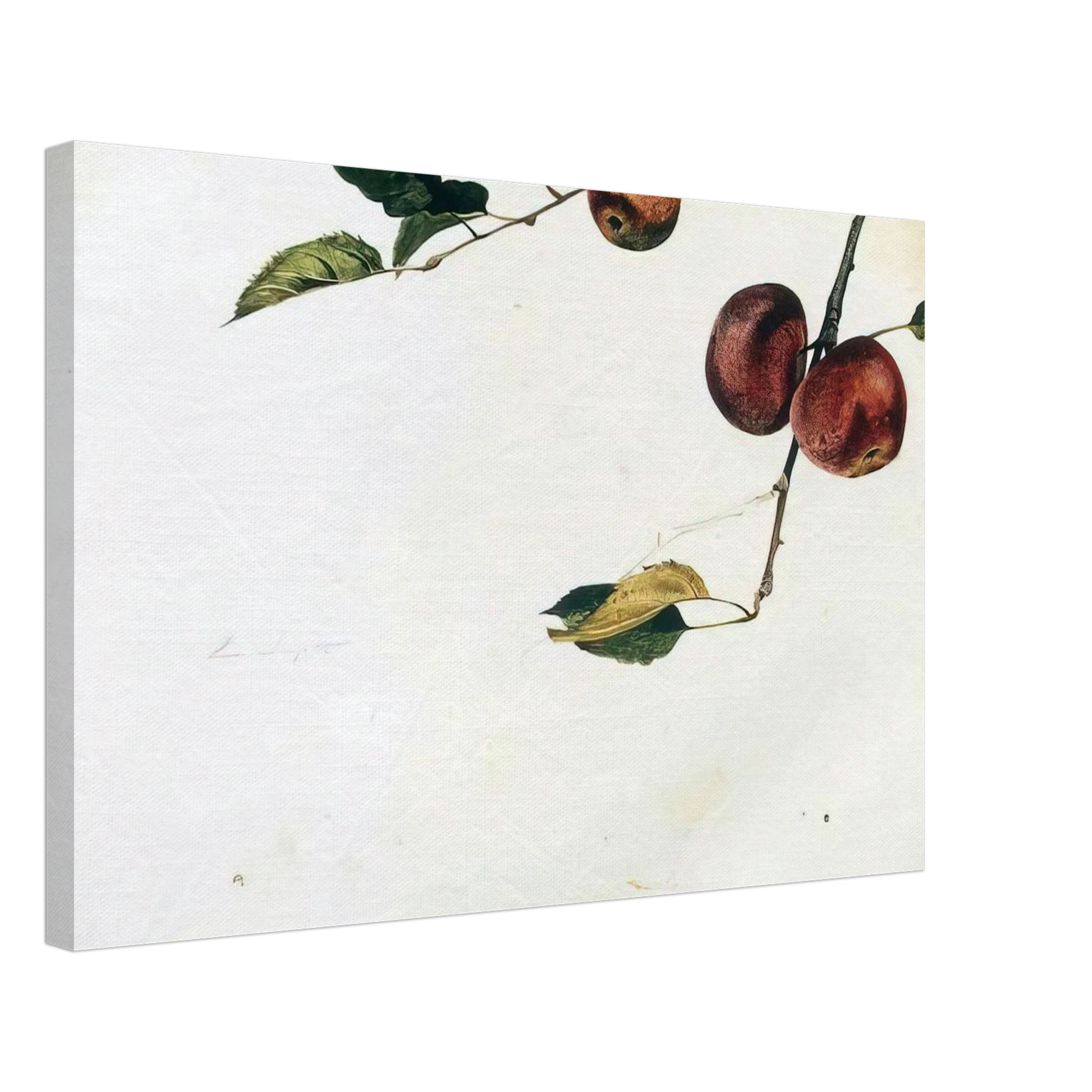 APPLES ON A BOUGH STUDY BEFORE PICKING Canvas | Andrew Wyeth Canvas | Andrew Wyeth Prints