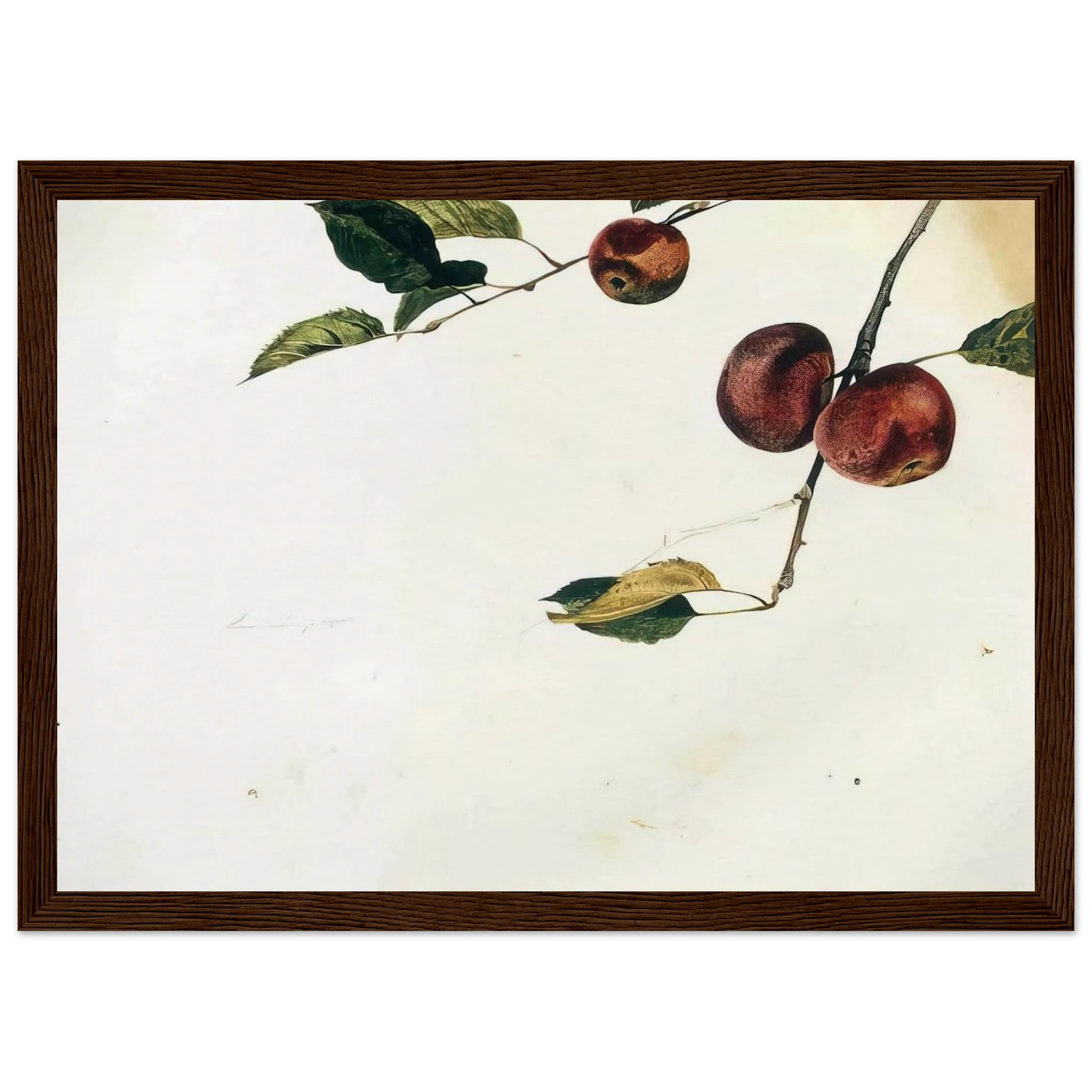 APPLES ON A BOUGH STUDY BEFORE PICKING Framed Poster | Andrew Wyeth Framed Prints Wall Art | Andrew Wyeth Prints