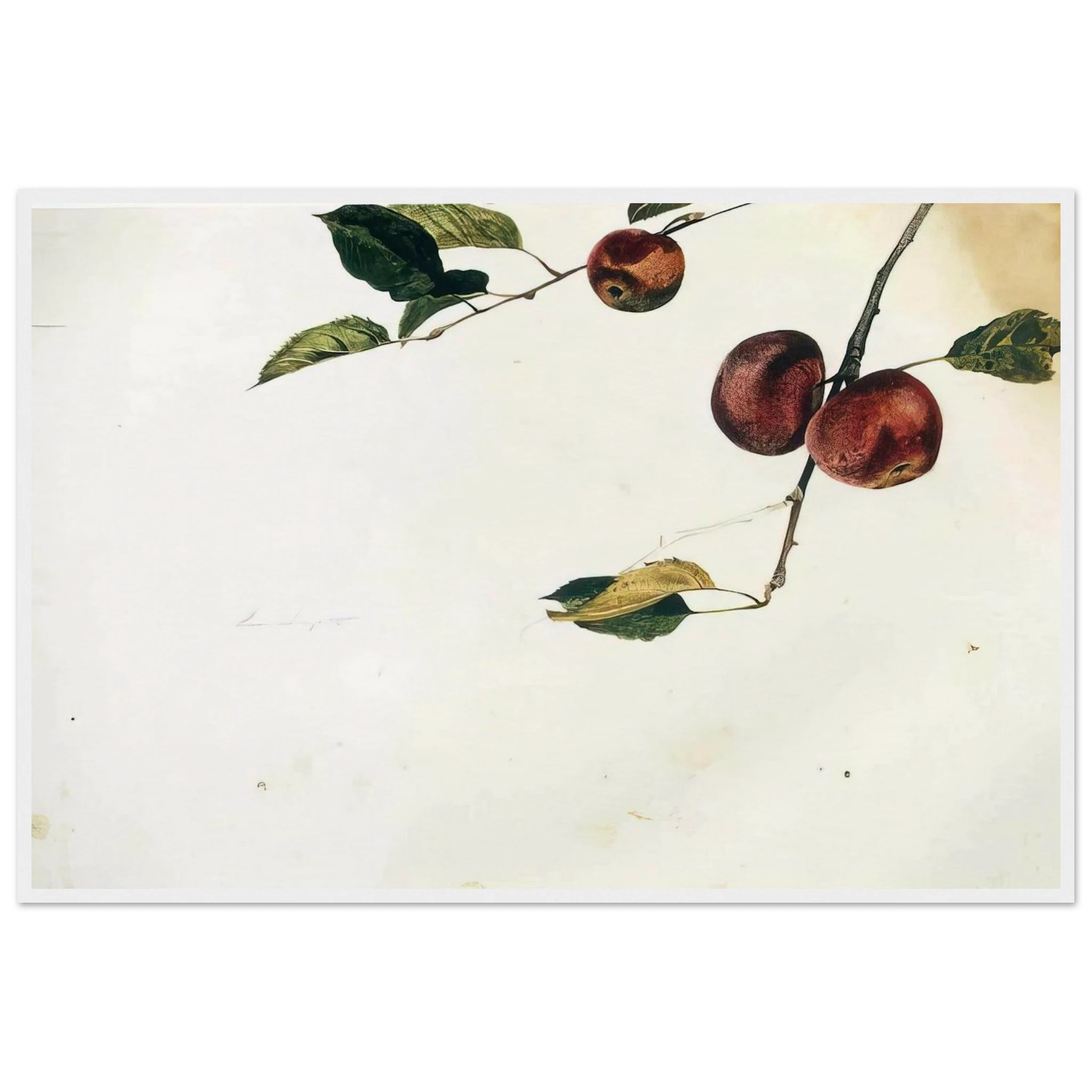 APPLES ON A BOUGH STUDY BEFORE PICKING Framed Poster | Andrew Wyeth Framed Prints Wall Art | Andrew Wyeth Prints