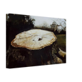THE BIG OAK Canvas | Andrew Wyeth Canvas | Andrew Wyeth Prints