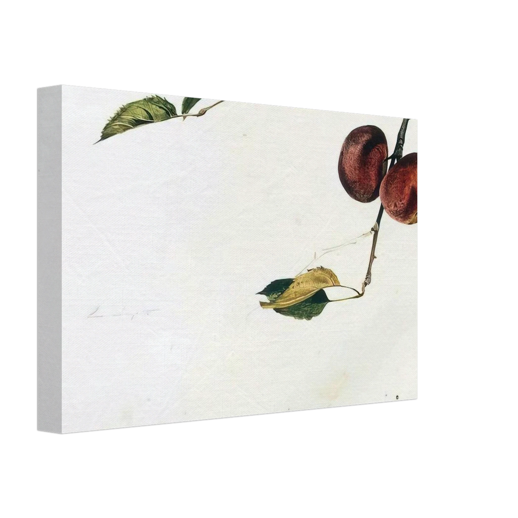 APPLES ON A BOUGH STUDY BEFORE PICKING Canvas | Andrew Wyeth Canvas | Andrew Wyeth Prints