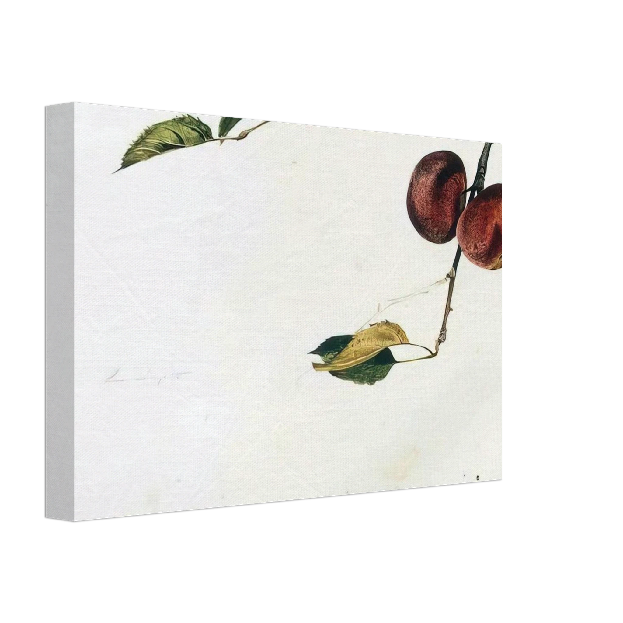 APPLES ON A BOUGH STUDY BEFORE PICKING Canvas | Andrew Wyeth Canvas | Andrew Wyeth Prints