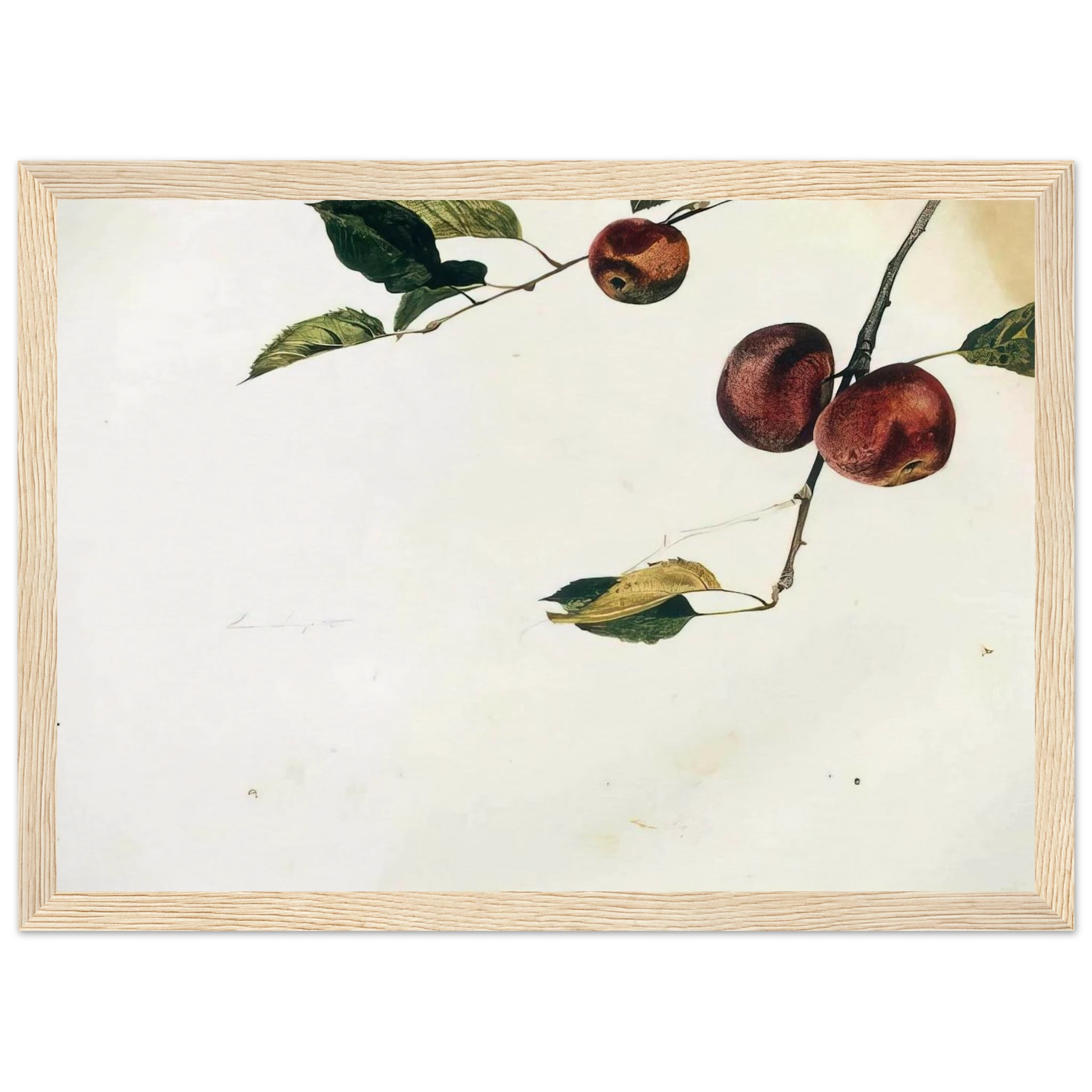 APPLES ON A BOUGH STUDY BEFORE PICKING Framed Poster | Andrew Wyeth Framed Prints Wall Art | Andrew Wyeth Prints