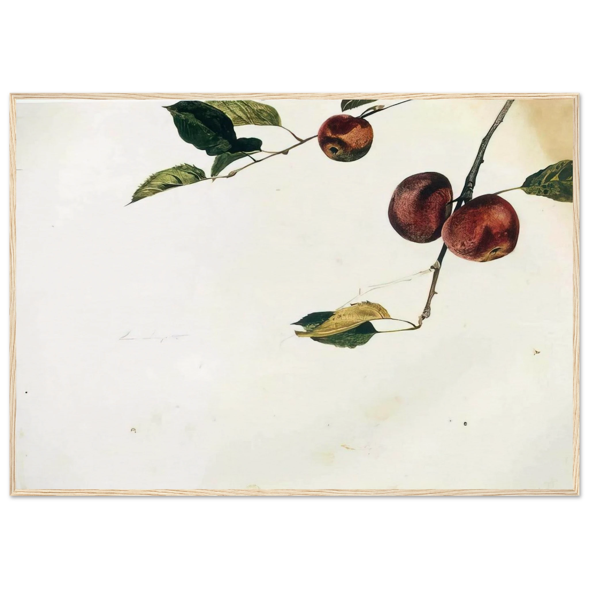 APPLES ON A BOUGH STUDY BEFORE PICKING Framed Poster | Andrew Wyeth Framed Prints Wall Art | Andrew Wyeth Prints
