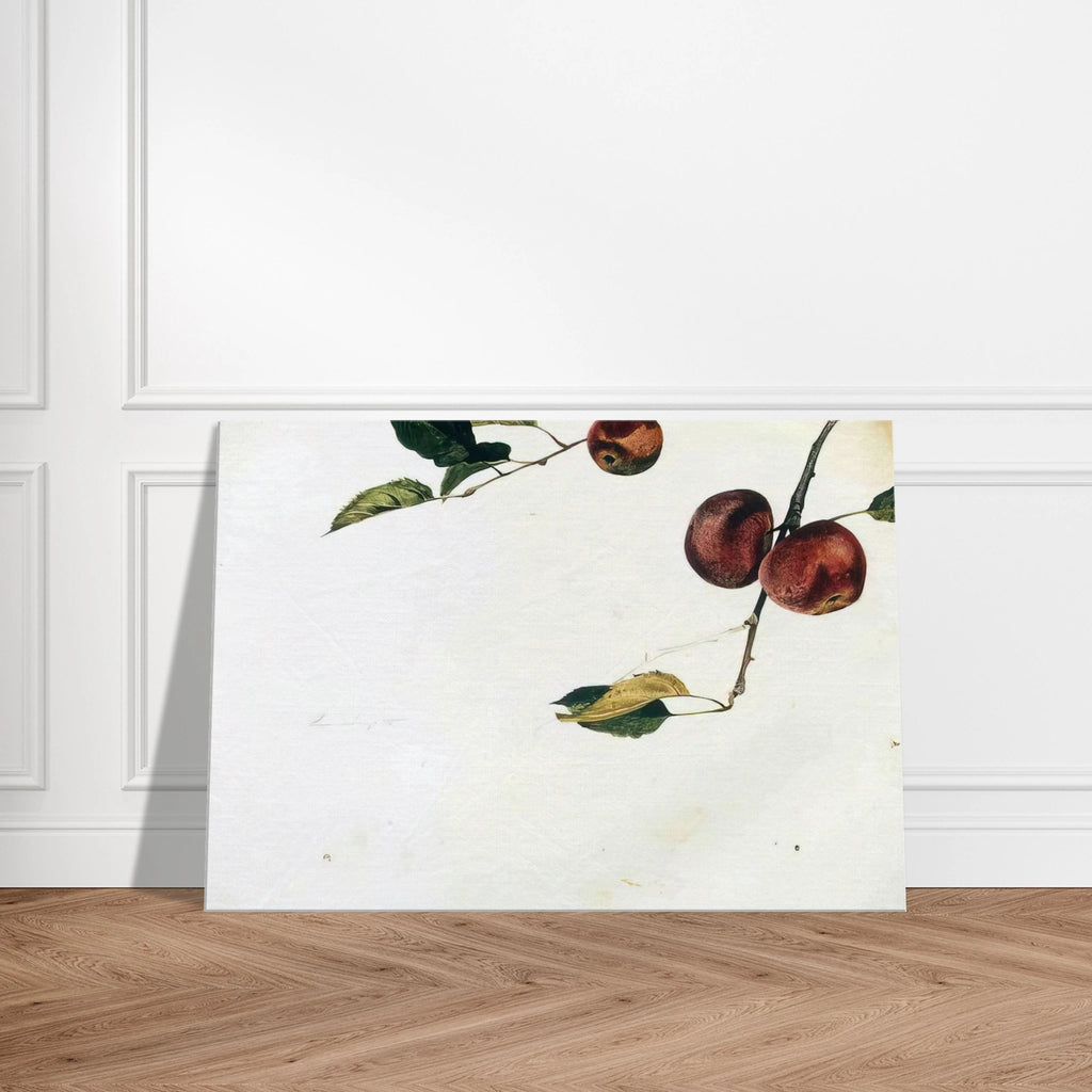 APPLES ON A BOUGH STUDY BEFORE PICKING Canvas | Andrew Wyeth Canvas | Andrew Wyeth Prints