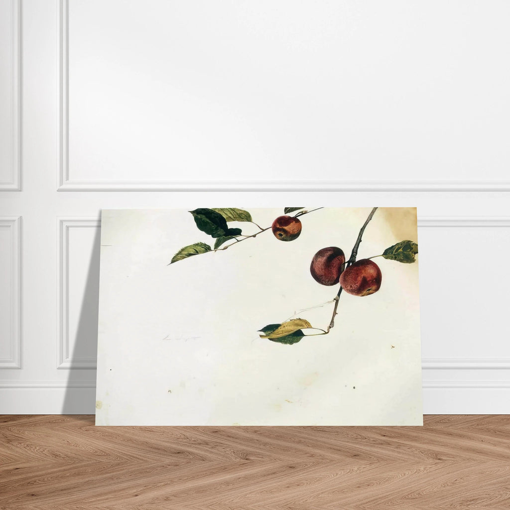 APPLES ON A BOUGH STUDY BEFORE PICKING Poster | Andrew Wyeth Poster | Andrew Wyeth Prints