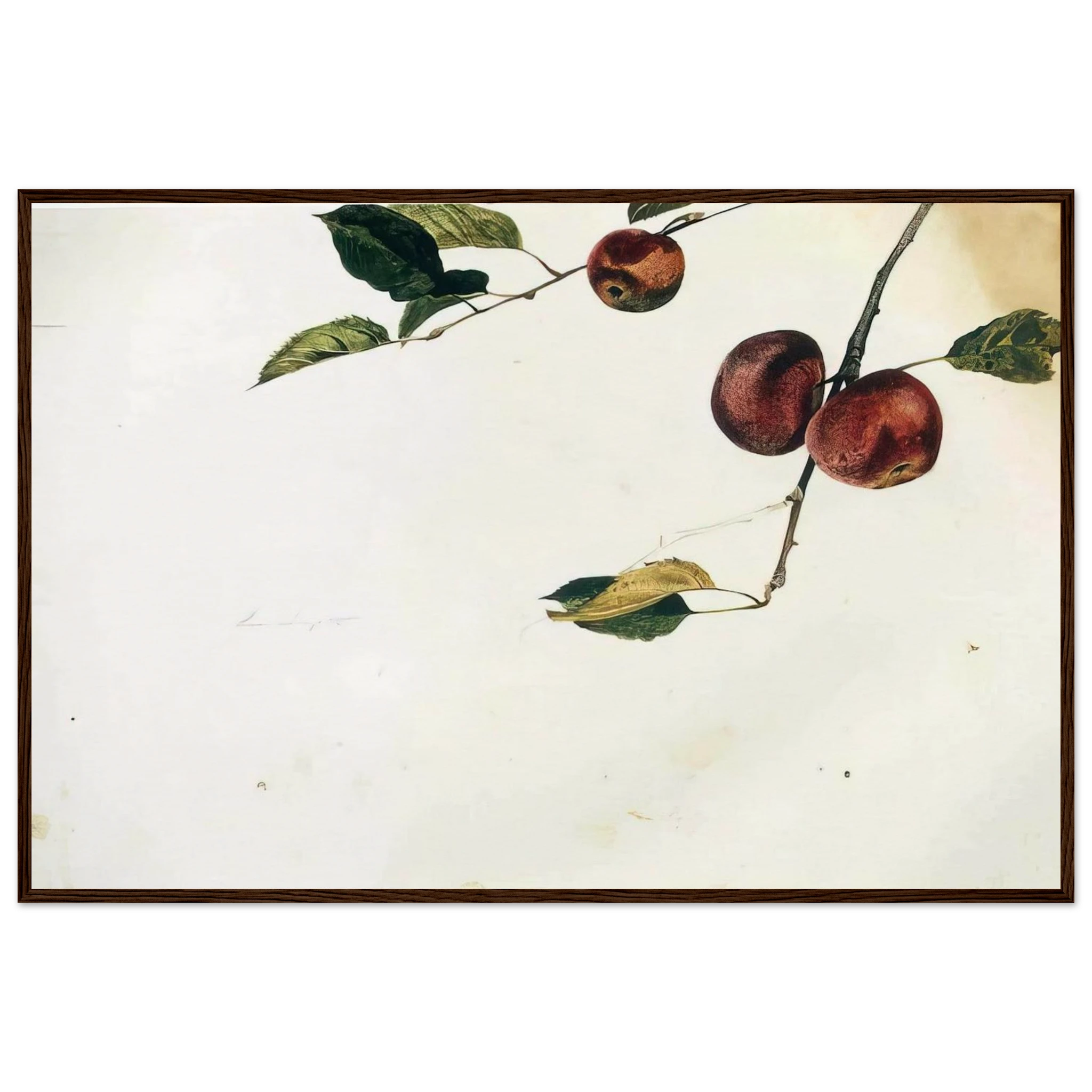APPLES ON A BOUGH STUDY BEFORE PICKING Framed Poster | Andrew Wyeth Framed Prints Wall Art | Andrew Wyeth Prints