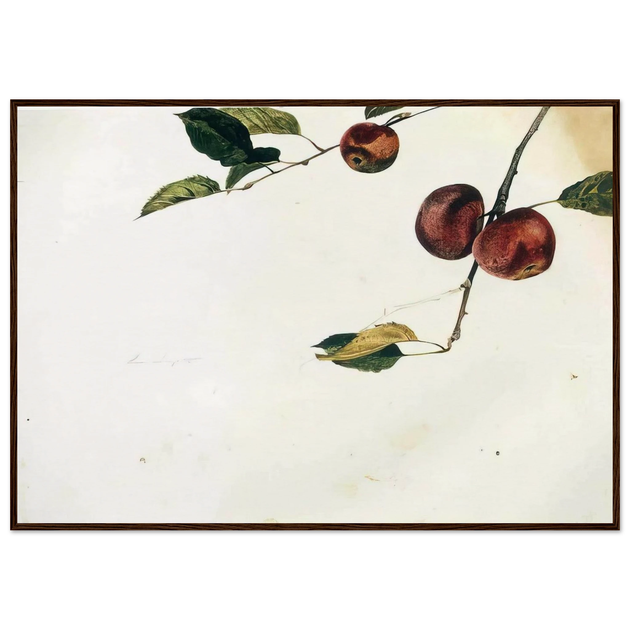 APPLES ON A BOUGH STUDY BEFORE PICKING Framed Poster | Andrew Wyeth Framed Prints Wall Art | Andrew Wyeth Prints