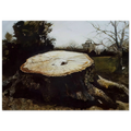 THE BIG OAK Poster | Andrew Wyeth Poster | Andrew Wyeth Prints