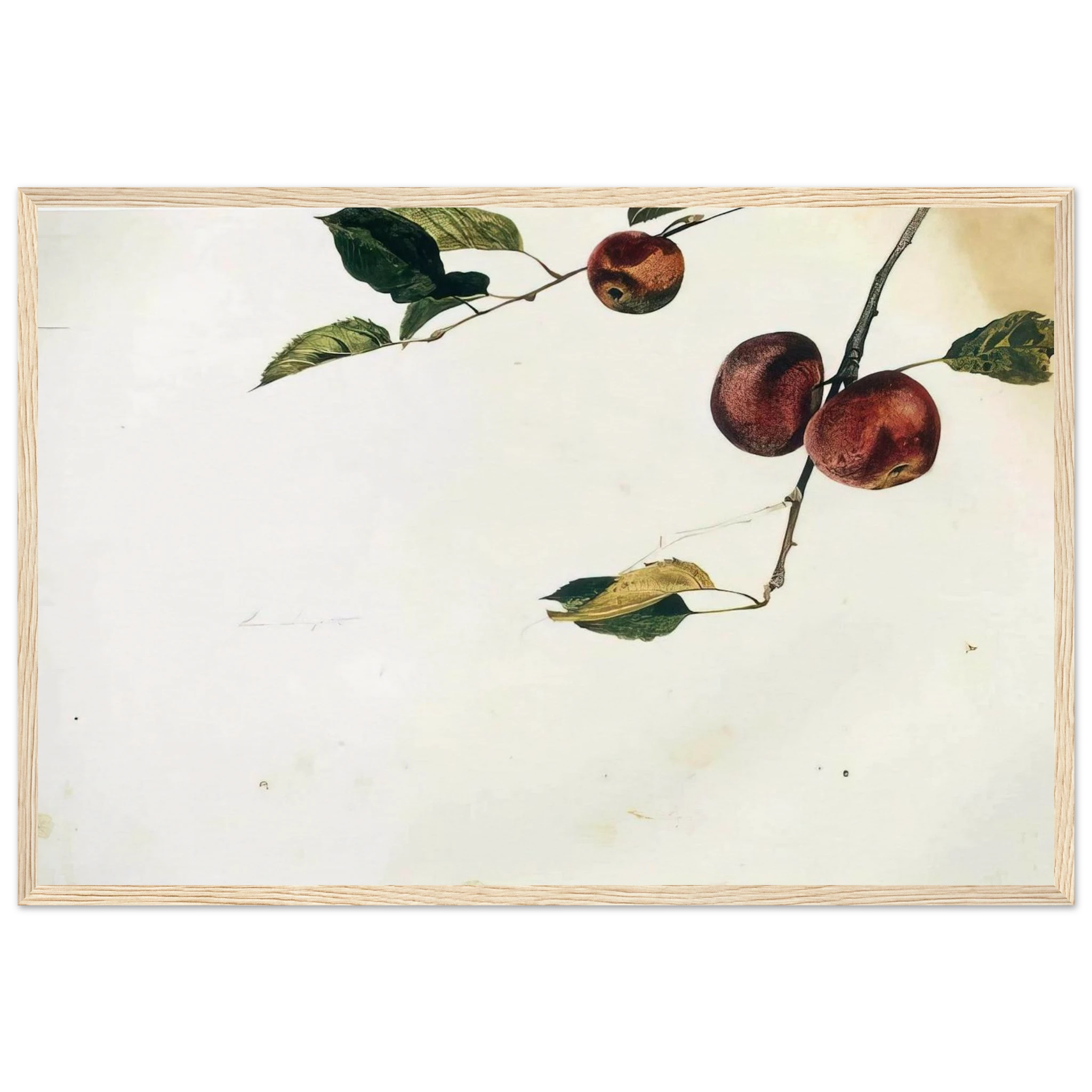 APPLES ON A BOUGH STUDY BEFORE PICKING Framed Poster | Andrew Wyeth Framed Prints Wall Art | Andrew Wyeth Prints