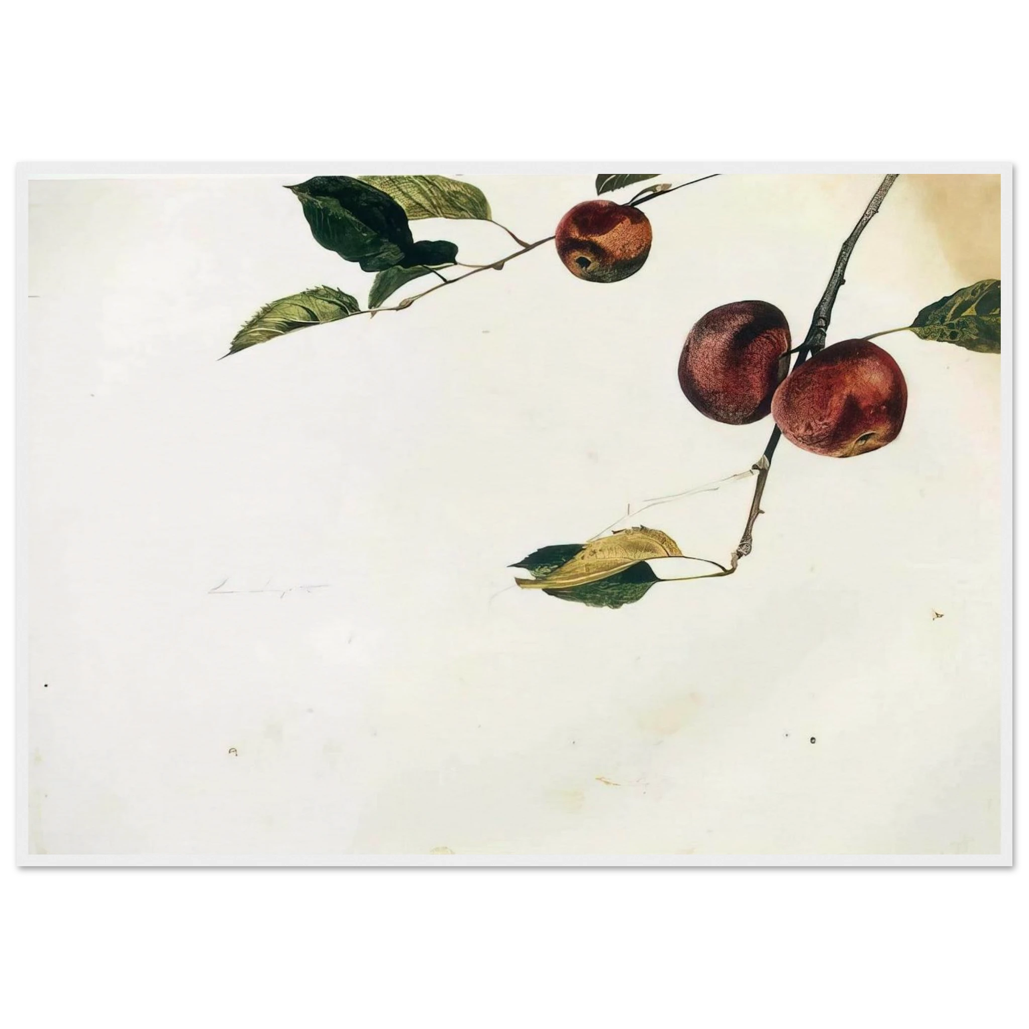 APPLES ON A BOUGH STUDY BEFORE PICKING Framed Poster | Andrew Wyeth Framed Prints Wall Art | Andrew Wyeth Prints