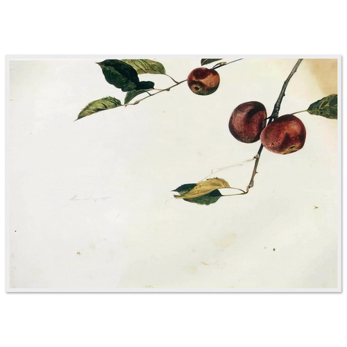 APPLES ON A BOUGH STUDY BEFORE PICKING Framed Poster | Andrew Wyeth Framed Prints Wall Art | Andrew Wyeth Prints