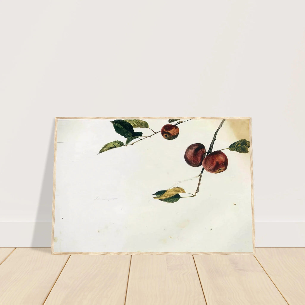 APPLES ON A BOUGH STUDY BEFORE PICKING Framed Poster | Andrew Wyeth Framed Prints Wall Art | Andrew Wyeth Prints