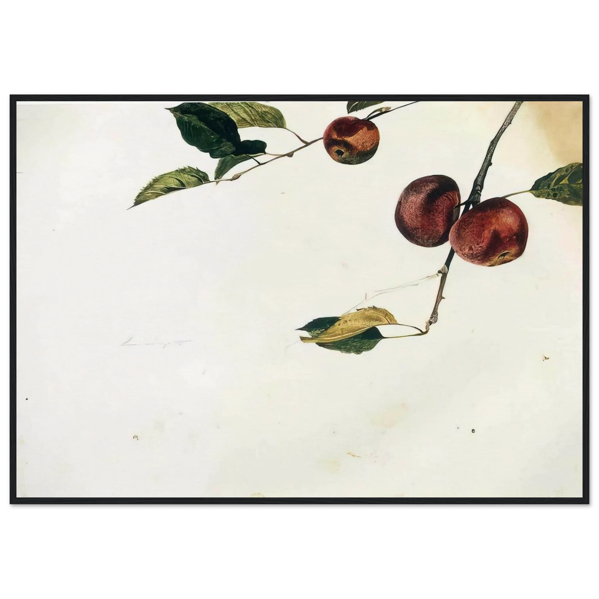APPLES ON A BOUGH STUDY BEFORE PICKING Framed Poster | Andrew Wyeth Framed Prints Wall Art | Andrew Wyeth Prints