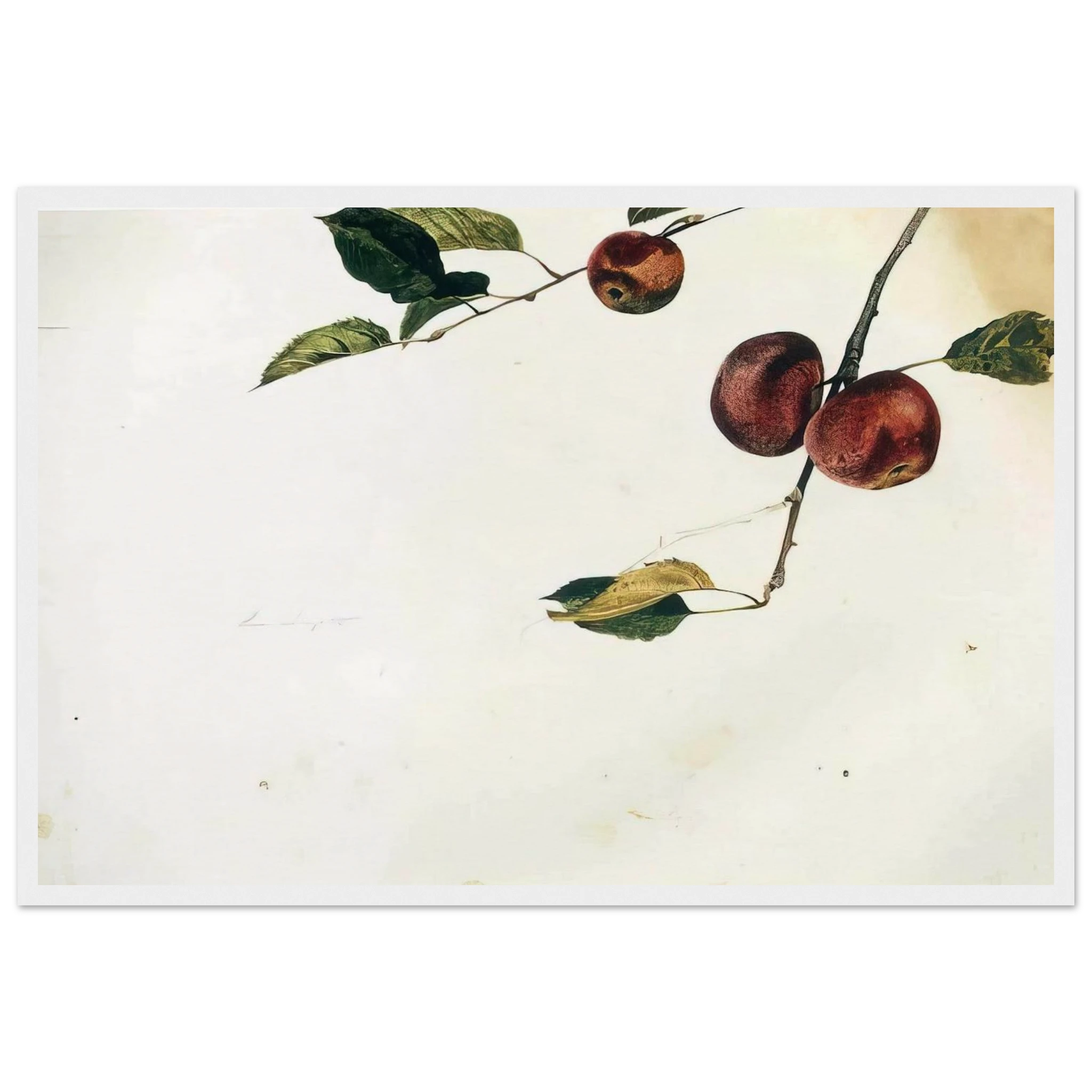 APPLES ON A BOUGH STUDY BEFORE PICKING Framed Poster | Andrew Wyeth Framed Prints Wall Art | Andrew Wyeth Prints