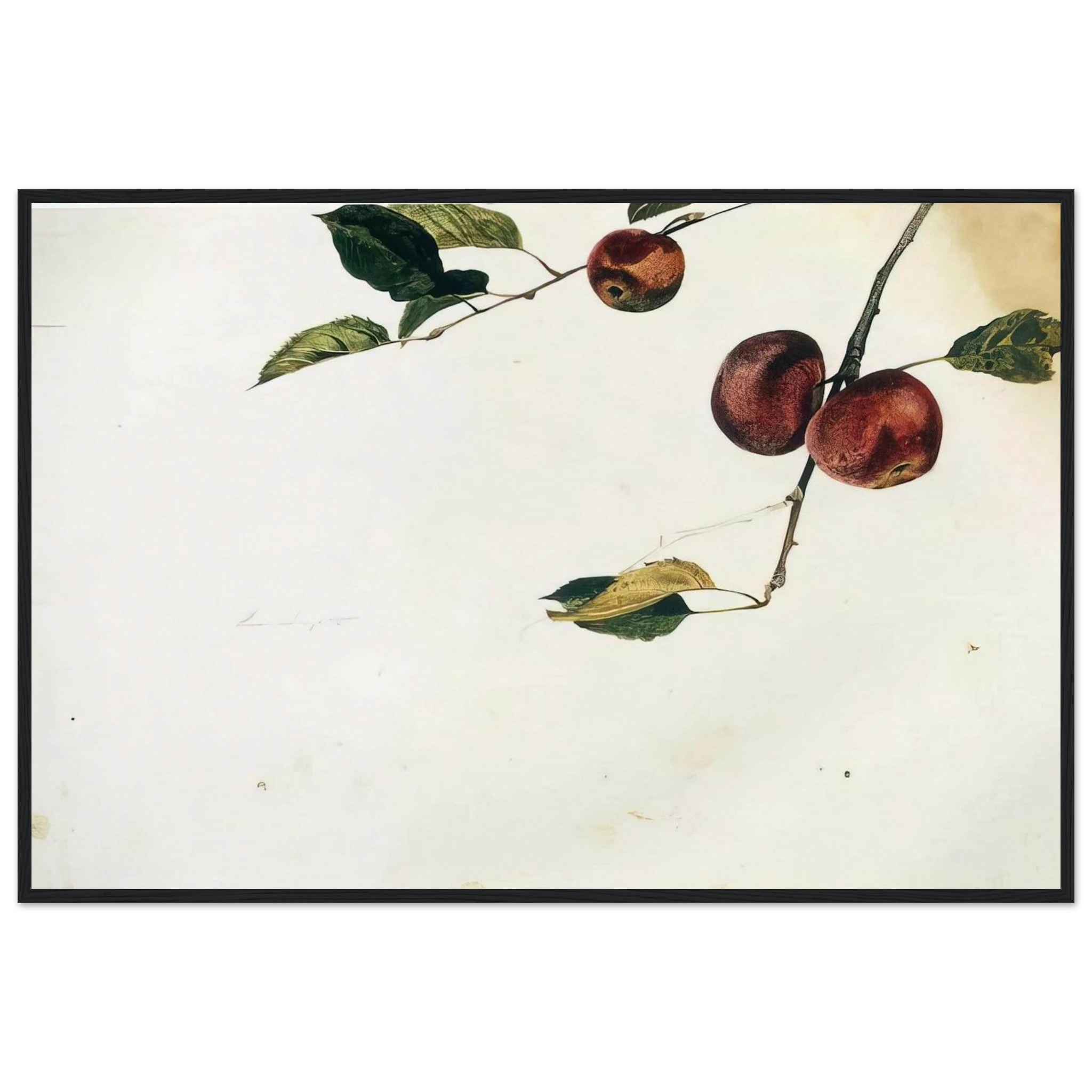 APPLES ON A BOUGH STUDY BEFORE PICKING Framed Poster | Andrew Wyeth Framed Prints Wall Art | Andrew Wyeth Prints