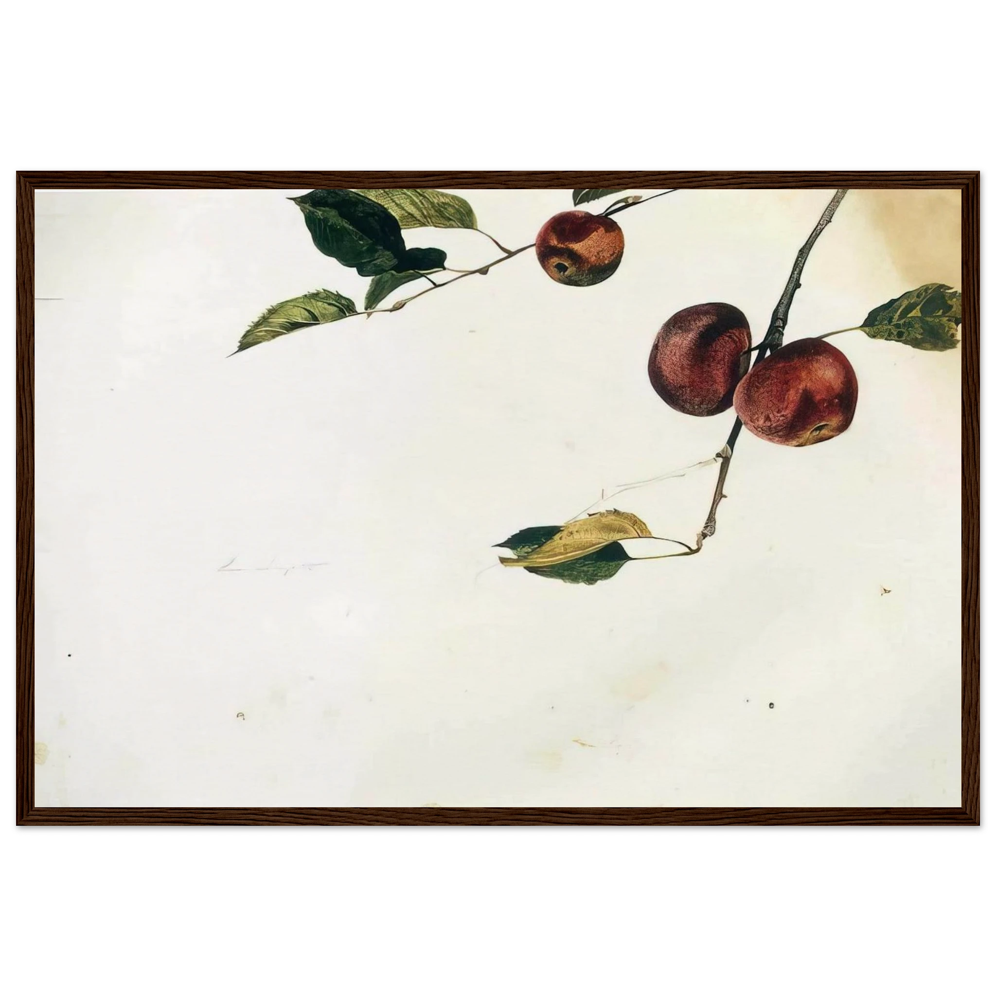 APPLES ON A BOUGH STUDY BEFORE PICKING Framed Poster | Andrew Wyeth Framed Prints Wall Art | Andrew Wyeth Prints