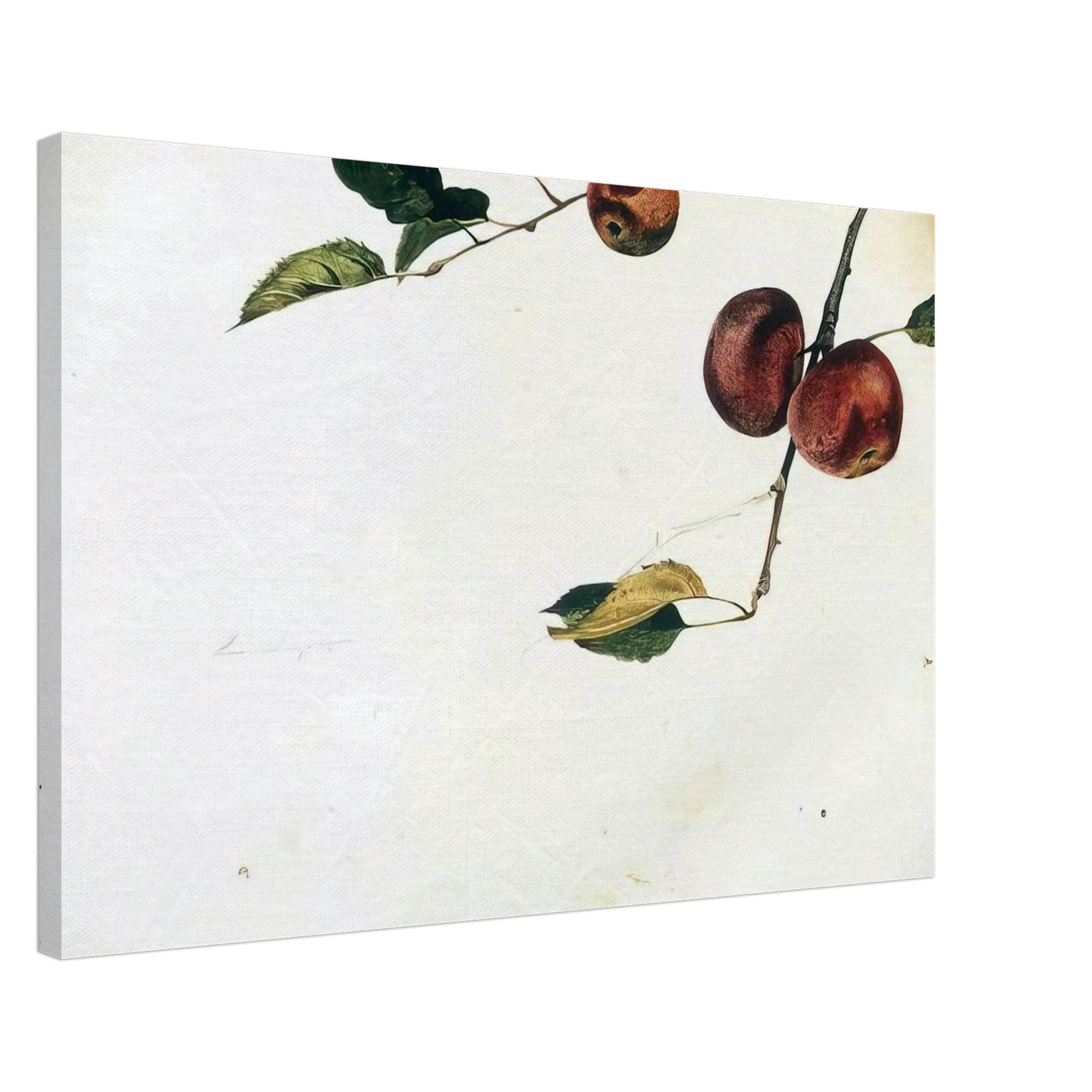 APPLES ON A BOUGH STUDY BEFORE PICKING Canvas | Andrew Wyeth Canvas | Andrew Wyeth Prints