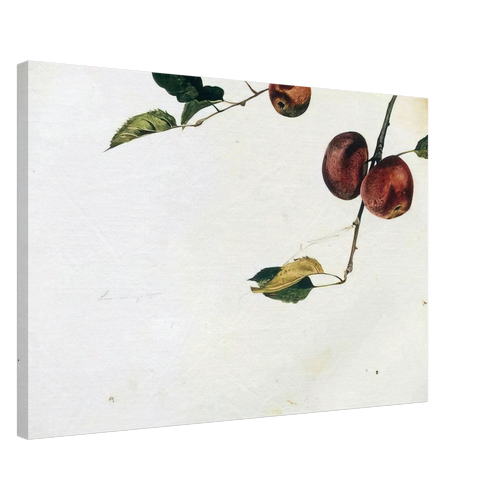 APPLES ON A BOUGH STUDY BEFORE PICKING Canvas | Andrew Wyeth Canvas | Andrew Wyeth Prints