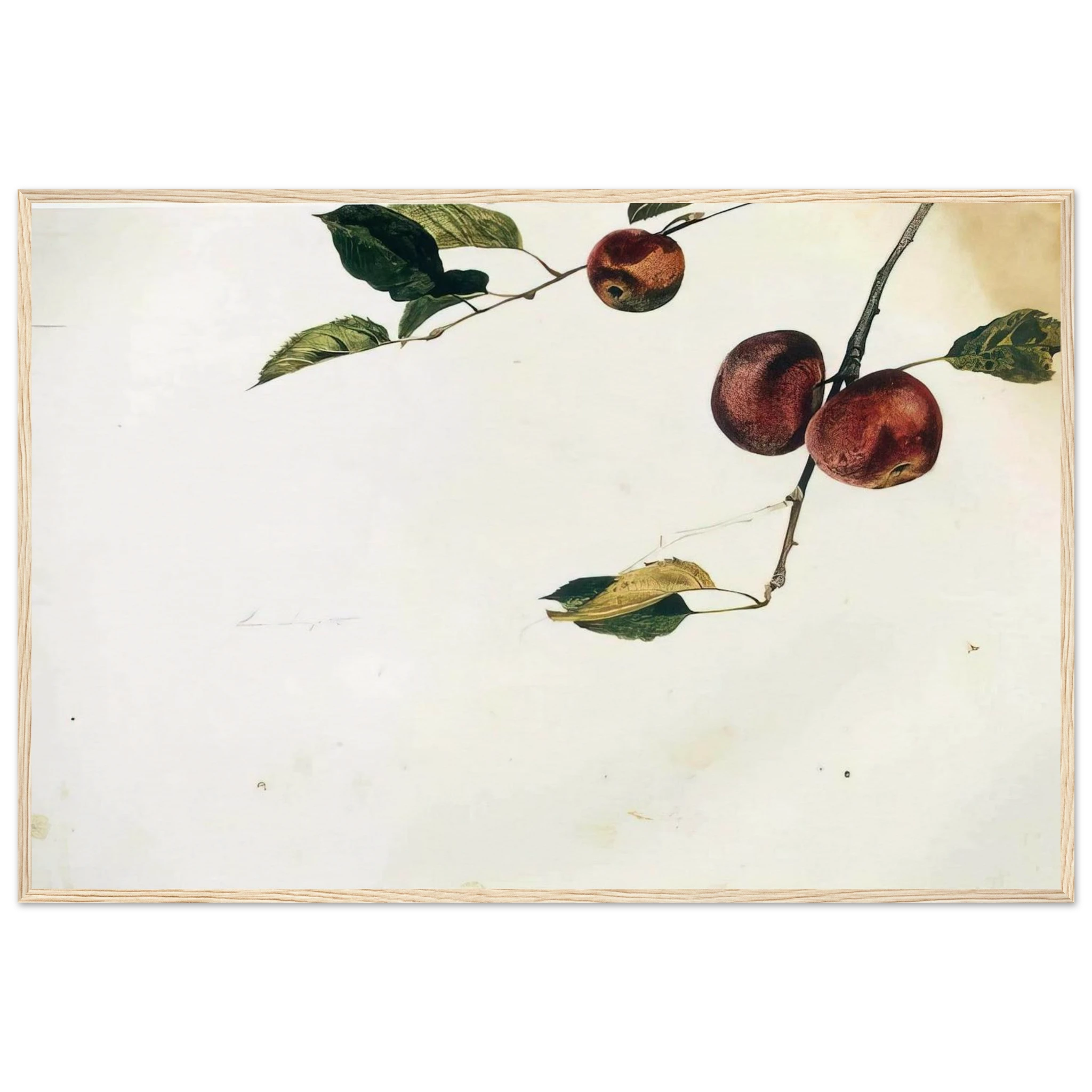 APPLES ON A BOUGH STUDY BEFORE PICKING Framed Poster | Andrew Wyeth Framed Prints Wall Art | Andrew Wyeth Prints