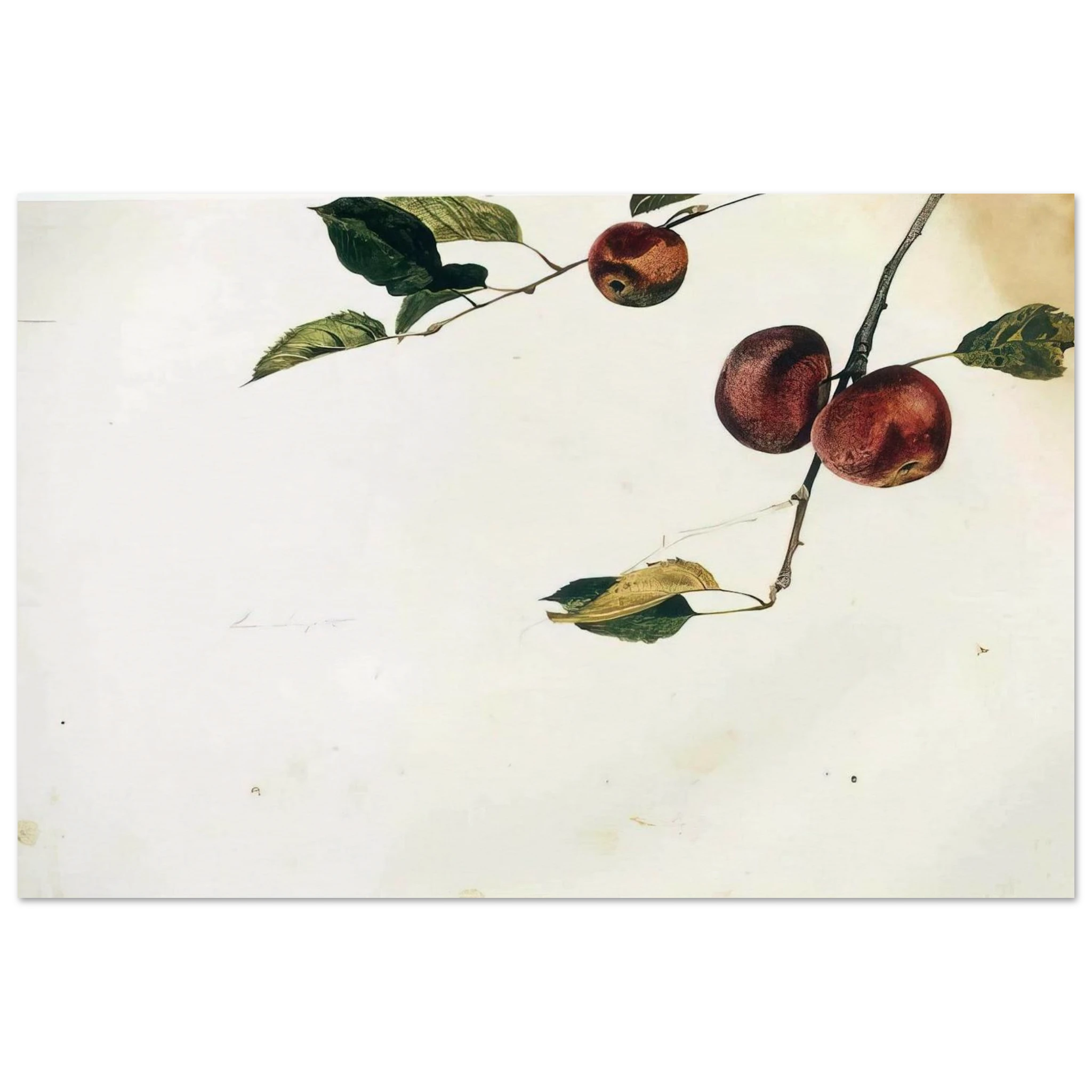 APPLES ON A BOUGH STUDY BEFORE PICKING Poster | Andrew Wyeth Poster | Andrew Wyeth Prints