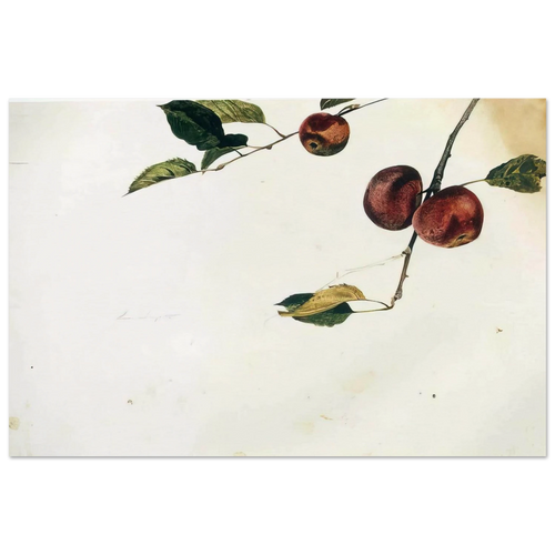 APPLES ON A BOUGH STUDY BEFORE PICKING Poster | Andrew Wyeth Poster | Andrew Wyeth Prints