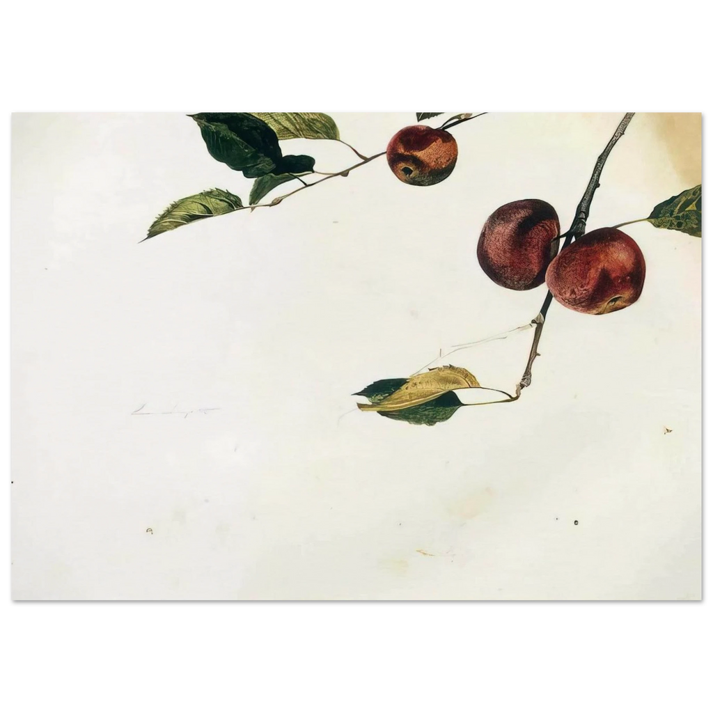 APPLES ON A BOUGH STUDY BEFORE PICKING Poster | Andrew Wyeth Poster | Andrew Wyeth Prints