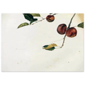 APPLES ON A BOUGH STUDY BEFORE PICKING Poster | Andrew Wyeth Poster | Andrew Wyeth Prints