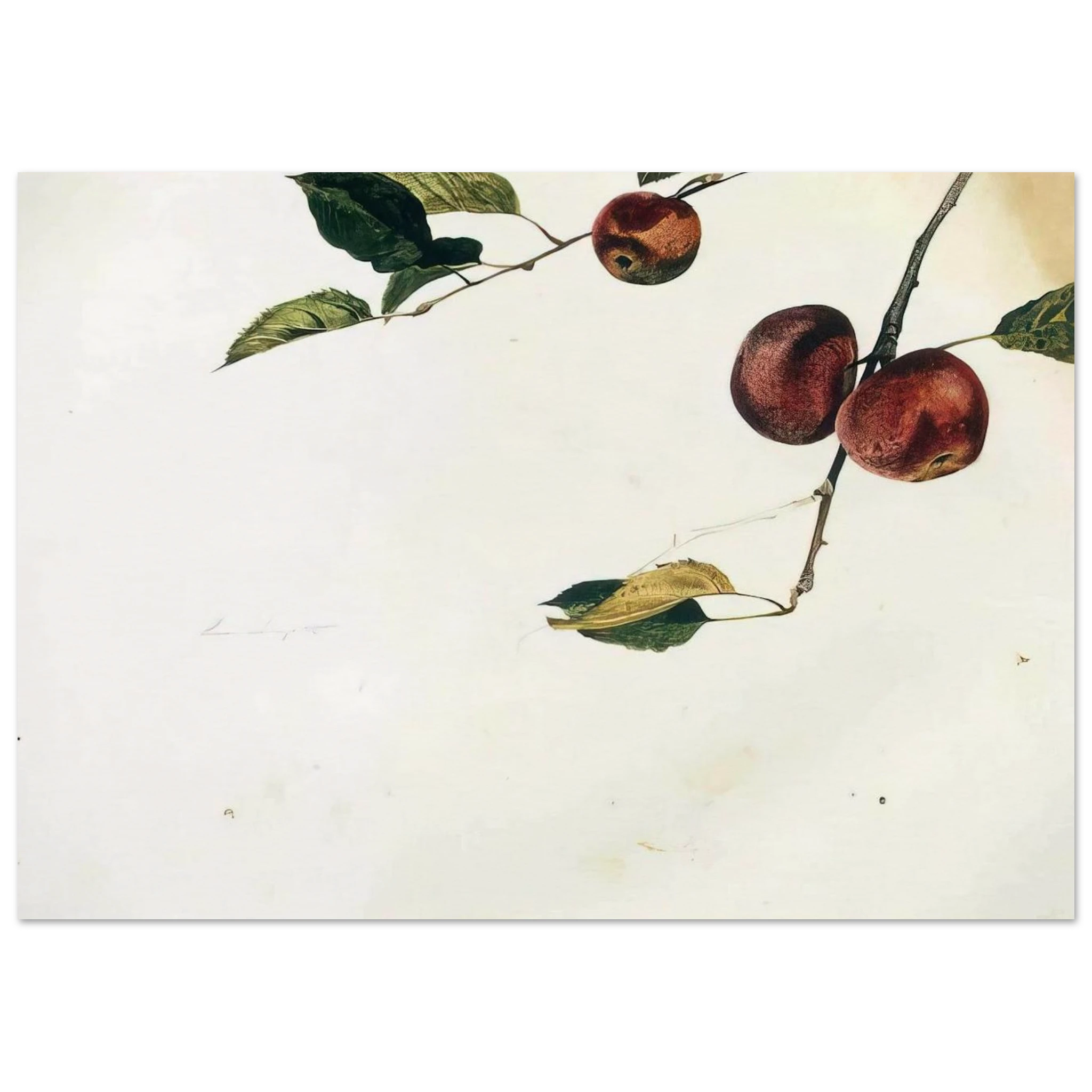 APPLES ON A BOUGH STUDY BEFORE PICKING Poster | Andrew Wyeth Poster | Andrew Wyeth Prints