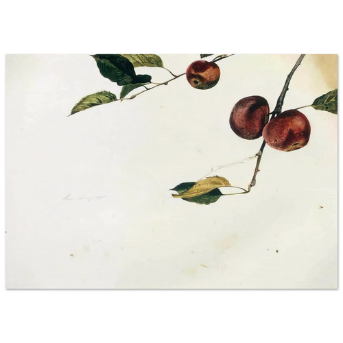 APPLES ON A BOUGH STUDY BEFORE PICKING Poster | Andrew Wyeth Poster | Andrew Wyeth Prints