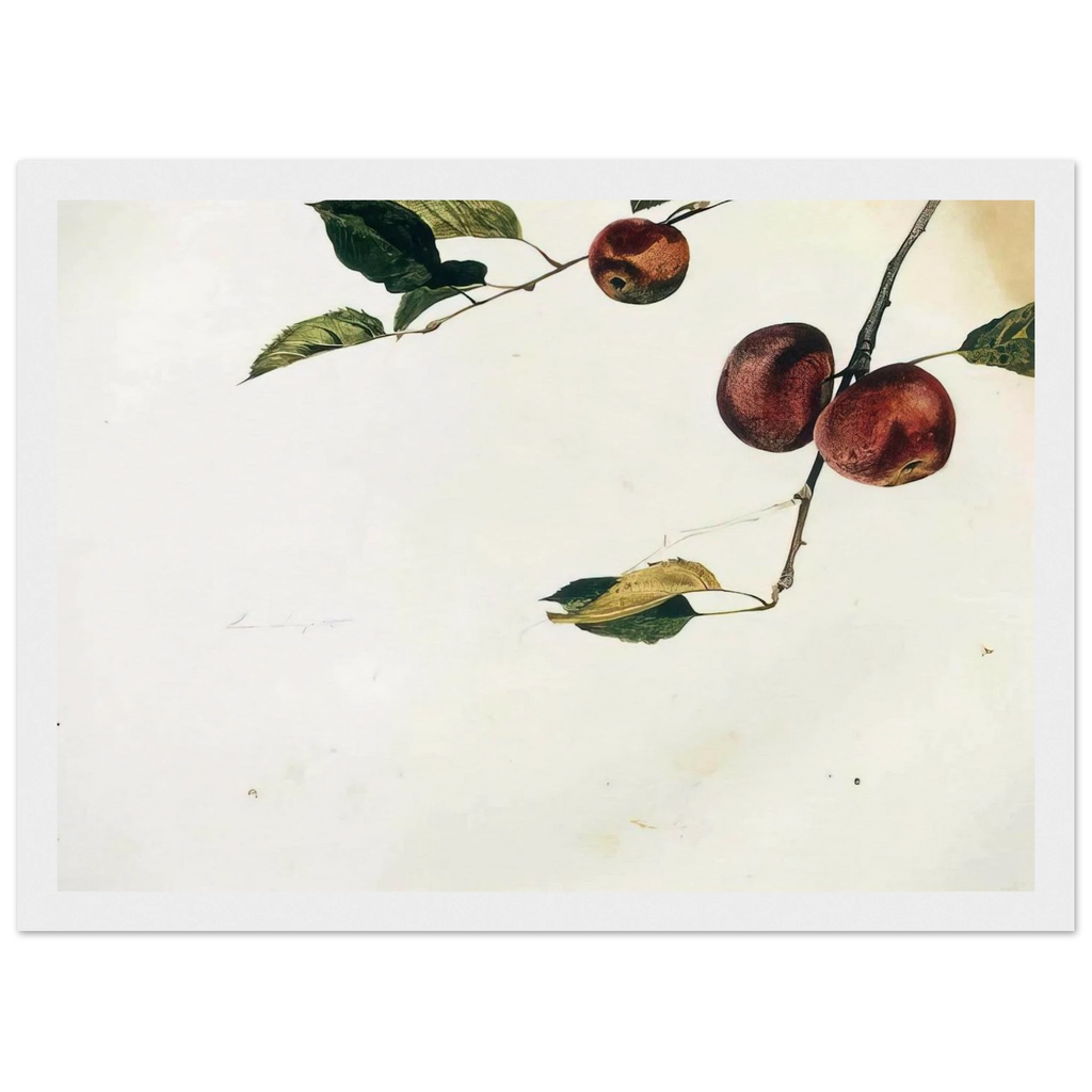 APPLES ON A BOUGH STUDY BEFORE PICKING Framed Poster | Andrew Wyeth Framed Prints Wall Art | Andrew Wyeth Prints