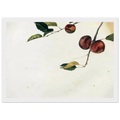 APPLES ON A BOUGH STUDY BEFORE PICKING Framed Poster | Andrew Wyeth Framed Prints Wall Art | Andrew Wyeth Prints