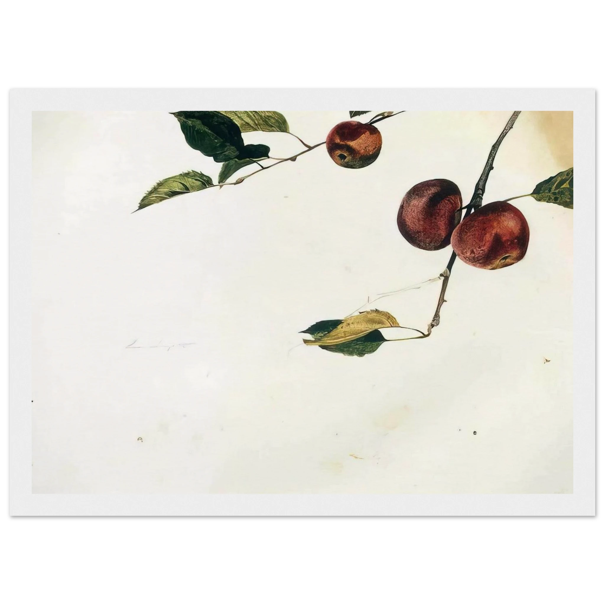 APPLES ON A BOUGH STUDY BEFORE PICKING Framed Poster | Andrew Wyeth Framed Prints Wall Art | Andrew Wyeth Prints