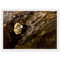 INLAND SHELL Framed Poster | Andrew Wyeth Framed Prints Wall Art | Andrew Wyeth Prints
